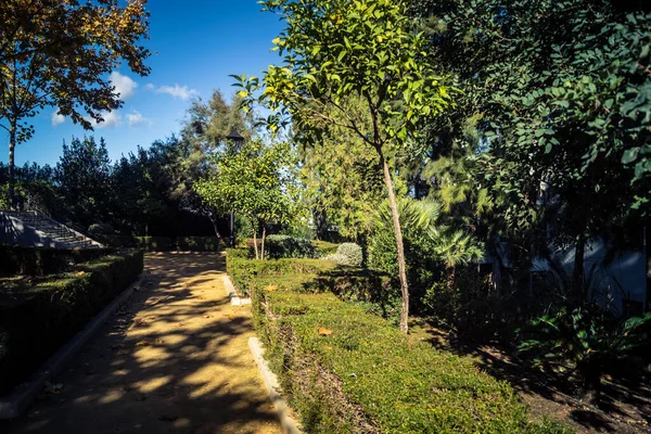 Carmona, İspanya, 3 Aralık 2025 Garden ve İspanya 'nın güneyindeki Carmona' da bir caddede. Ağaçlar sonbaharın renklerini alıyor.