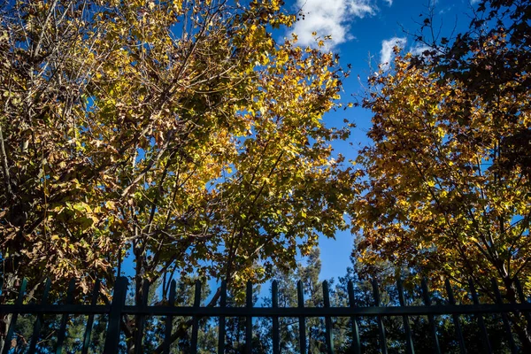 Carmona, İspanya, 3 Aralık 2025 Garden ve İspanya 'nın güneyindeki Carmona' da bir caddede. Ağaçlar sonbaharın renklerini alıyor.