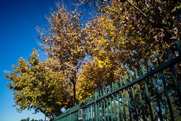 Carmona, İspanya, 3 Aralık 2025 Garden ve İspanya 'nın güneyindeki Carmona' da bir caddede. Ağaçlar sonbaharın renklerini alıyor.