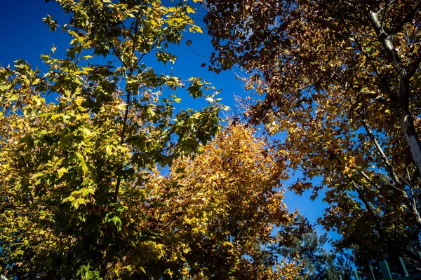 Carmona, İspanya, 3 Aralık 2025 Garden ve İspanya 'nın güneyindeki Carmona' da bir caddede. Ağaçlar sonbaharın renklerini alıyor.