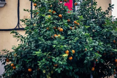 Seville, İspanya, 9 Aralık 2025 Seville, dünyada portakal üreten ilk şehirdir. Bu, ziyan olmuş portakalları kurtarmayı ve meyvelerin fermantasyonuyla elektrik üretmeyi içeriyor..