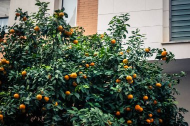 Seville, İspanya, 9 Aralık 2025 Seville, dünyada portakal üreten ilk şehirdir. Bu, ziyan olmuş portakalları kurtarmayı ve meyvelerin fermantasyonuyla elektrik üretmeyi içeriyor..