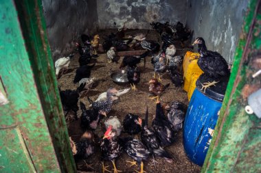 Hebron, Batı Şeria, 19 Aralık 2025 Tavuklar El Halil 'in tarihi sokaklarında dolaşıyorlar. Kümes hayvanları yetiştirmek, antik taş bölgelerdeki yerel ailelerin ortak uygulamaları olmaya devam ediyor..