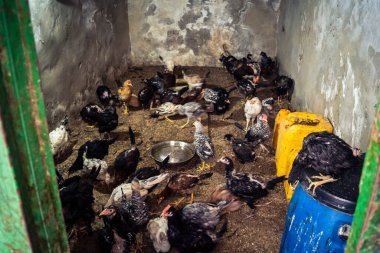 Hebron, Batı Şeria, 19 Aralık 2025 Tavuklar El Halil 'in tarihi sokaklarında dolaşıyorlar. Kümes hayvanları yetiştirmek, antik taş bölgelerdeki yerel ailelerin ortak uygulamaları olmaya devam ediyor..