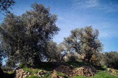 Hebron, Batı Şeria, 22 Aralık 2025 Tel Rumeida 'nın tepelerinde, doğanın askeri bariyerlerle çarpıştığı zeytin koruluklarının arasındaki dikenli teller tarafından engellenmiş bir yürüyüş yolu..