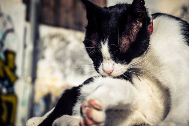 Tel Aviv, İsrail, 3 Ocak 2026 Bir sokak kedisi Tel Aviv caddesinde bir araba kaputunda kendini temizliyor. Şehrin ünlü kedi popülasyonu sessiz esnekliğin ve birlikte yaşamanın bir sembolü olmaya devam ediyor..