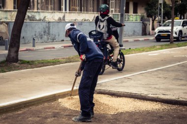 Tel Aviv, İsrail, 21 Ocak 2026 Tel Aviv Şehir Parkları Departmanı 'nın bir çalışanı Rothschild Bulvarı' na dekoratif çakıl yayıyor..
