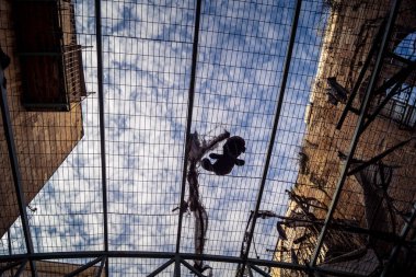 Hebron, Batı Şeria, 29 Ocak 2026 H2 bölgesindeki eski Filistin sokaklarına kurulmuş koruyucu metal ağlar İsrailli yerleşimcilerin yukarıdaki evlerden attıkları taş ve enkazı yakalamak için kullanıldı..