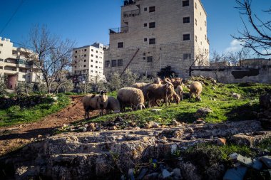 Beit Einun, Filistin Bölgesi, 5 Şubat 2026 köy binaları arasında açık havada otlayan yerel koyun. Geleneksel Filistin çiftlik hayvanı yetiştiriciliği şehir manzarası arasında devam ediyor.