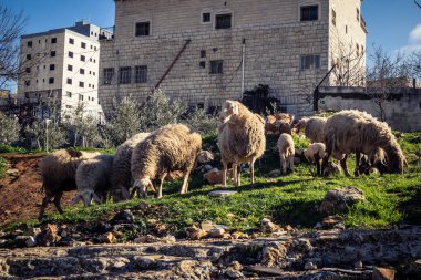 Beit Einun, Filistin Bölgesi, 5 Şubat 2026 köy binaları arasında açık havada otlayan yerel koyun. Geleneksel Filistin çiftlik hayvanı yetiştiriciliği şehir manzarası arasında devam ediyor.
