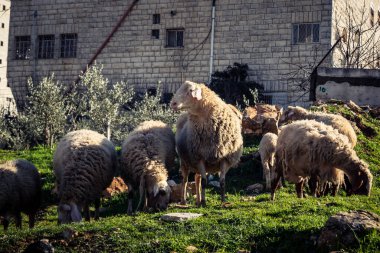 Beit Einun, Filistin Bölgesi, 5 Şubat 2026 köy binaları arasında açık havada otlayan yerel koyun. Geleneksel Filistin çiftlik hayvanı yetiştiriciliği şehir manzarası arasında devam ediyor.