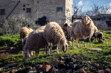 Beit Einun, Filistin Bölgesi, 5 Şubat 2026 köy binaları arasında açık havada otlayan yerel koyun. Geleneksel Filistin çiftlik hayvanı yetiştiriciliği şehir manzarası arasında devam ediyor.