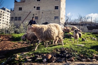 Beit Einun, Filistin Bölgesi, 5 Şubat 2026 köy binaları arasında açık havada otlayan yerel koyun. Geleneksel Filistin çiftlik hayvanı yetiştiriciliği şehir manzarası arasında devam ediyor.