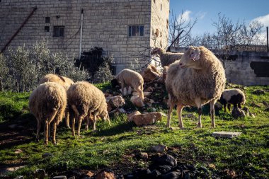 Beit Einun, Filistin Bölgesi, 5 Şubat 2026 köy binaları arasında açık havada otlayan yerel koyun. Geleneksel Filistin çiftlik hayvanı yetiştiriciliği şehir manzarası arasında devam ediyor.