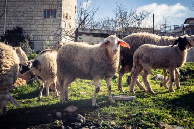 Beit Einun, Filistin Bölgesi, 5 Şubat 2026 köy binaları arasında açık havada otlayan yerel koyun. Geleneksel Filistin çiftlik hayvanı yetiştiriciliği şehir manzarası arasında devam ediyor.