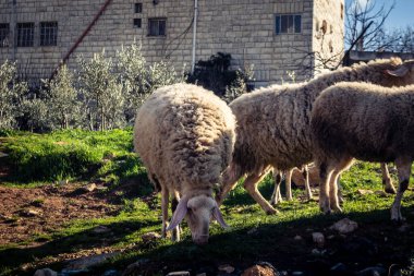 Beit Einun, Filistin Bölgesi, 5 Şubat 2026 köy binaları arasında açık havada otlayan yerel koyun. Geleneksel Filistin çiftlik hayvanı yetiştiriciliği şehir manzarası arasında devam ediyor.