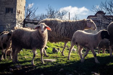 Beit Einun, Filistin Bölgesi, 5 Şubat 2026 köy binaları arasında açık havada otlayan yerel koyun. Geleneksel Filistin çiftlik hayvanı yetiştiriciliği şehir manzarası arasında devam ediyor.
