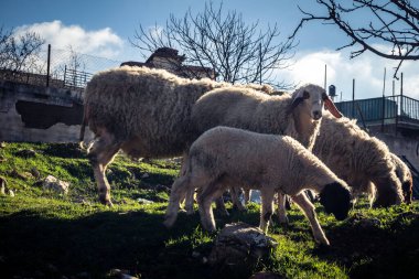 Beit Einun, Filistin Bölgesi, 5 Şubat 2026 köy binaları arasında açık havada otlayan yerel koyun. Geleneksel Filistin çiftlik hayvanı yetiştiriciliği şehir manzarası arasında devam ediyor.