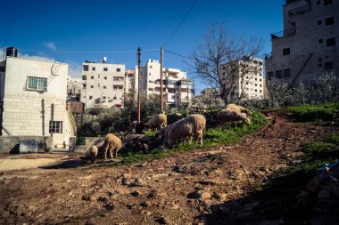 Beit Einun, Filistin Bölgesi, 5 Şubat 2026 köy binaları arasında açık havada otlayan yerel koyun. Geleneksel Filistin çiftlik hayvanı yetiştiriciliği şehir manzarası arasında devam ediyor.