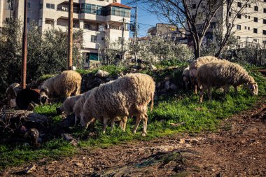 Beit Einun, Filistin Bölgesi, 5 Şubat 2026 köy binaları arasında açık havada otlayan yerel koyun. Geleneksel Filistin çiftlik hayvanı yetiştiriciliği şehir manzarası arasında devam ediyor.