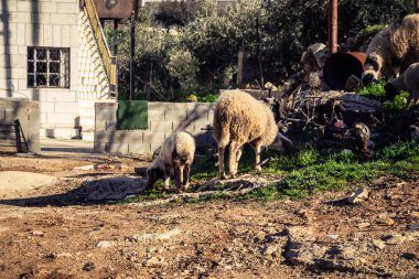 Beit Einun, Filistin Bölgesi, 5 Şubat 2026 köy binaları arasında açık havada otlayan yerel koyun. Geleneksel Filistin çiftlik hayvanı yetiştiriciliği şehir manzarası arasında devam ediyor.