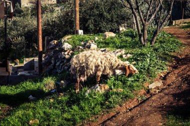 Beit Einun, Filistin Bölgesi, 5 Şubat 2026 köy binaları arasında açık havada otlayan yerel koyun. Geleneksel Filistin çiftlik hayvanı yetiştiriciliği şehir manzarası arasında devam ediyor.