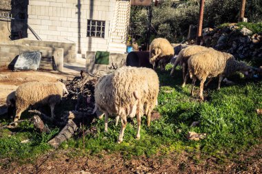 Beit Einun, Filistin Bölgesi, 5 Şubat 2026 köy binaları arasında açık havada otlayan yerel koyun. Geleneksel Filistin çiftlik hayvanı yetiştiriciliği şehir manzarası arasında devam ediyor.