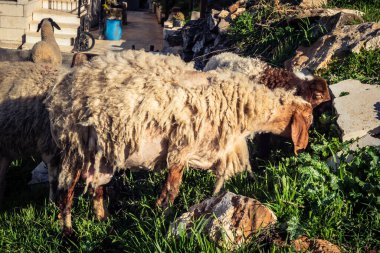 Beit Einun, Filistin Bölgesi, 5 Şubat 2026 köy binaları arasında açık havada otlayan yerel koyun. Geleneksel Filistin çiftlik hayvanı yetiştiriciliği şehir manzarası arasında devam ediyor.