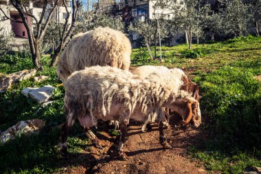 Beit Einun, Filistin Bölgesi, 5 Şubat 2026 köy binaları arasında açık havada otlayan yerel koyun. Geleneksel Filistin çiftlik hayvanı yetiştiriciliği şehir manzarası arasında devam ediyor.