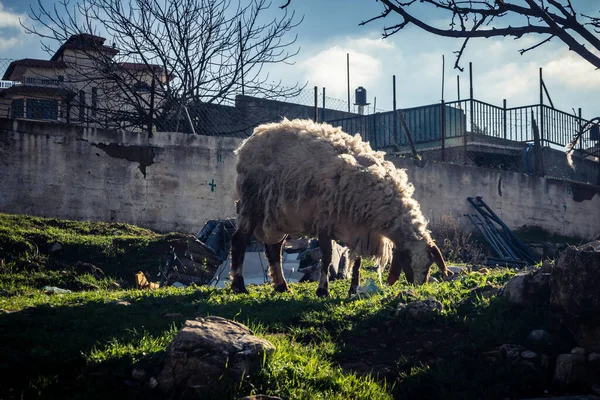 Beit Einun, Filistin Bölgesi, 5 Şubat 2026 köy binaları arasında açık havada otlayan yerel koyun. Geleneksel Filistin çiftlik hayvanı yetiştiriciliği şehir manzarası arasında devam ediyor.
