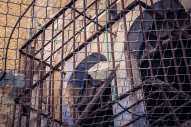 Hebron, Filistin Toprakları, 7 Şubat 2026 Eski Şehir H2 bölgesindeki Filistin sokaklarında bulunan koruyucu metal ağları İsrailli yerleşimcilerin yukarıdaki evlerden attıkları taş ve enkazı yakalamak için kullanıldı..