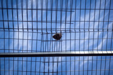 Hebron, Filistin Toprakları, 7 Şubat 2026 Eski Şehir H2 bölgesindeki Filistin sokaklarında bulunan koruyucu metal ağları İsrailli yerleşimcilerin yukarıdaki evlerden attıkları taş ve enkazı yakalamak için kullanıldı..