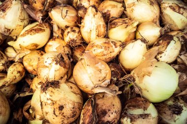 Hebron, Batı Şeria, Filistin - 12 Şubat 2026 Eski El Halil 'deki geleneksel bir sokak tezgahında taze sebzeler sergileniyor. Filistin topraklarında günlük ekonomik faaliyet ve ticaret.