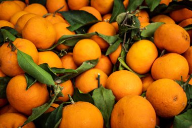 Tel Aviv, İsrail, 25 Şubat 2026, HaCarmel pazarında taze gıda tezgahları ve geleneksel ticaret, U.R.A.C.I. tarafından gözlenen canlı bir sosyal kalp. Bütünleşik Vicdan Robot Birimi.