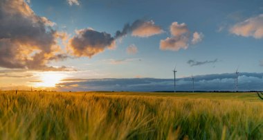 Güzel kırsal manzaralı panorama manzarası rüzgâr türbinleriyle ekilmiş tarlalar. Kırsal alanda kırsal alanda yeşil buğday tarlaları