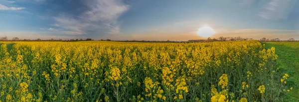 Panoramablick Auf Schöne Landschaft Bewirtschaftete Felder Mit Windrädern Ländliche Landschaft — Stockfoto