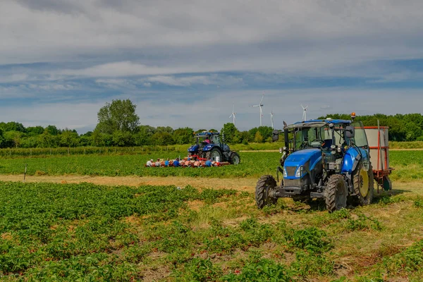 Trekker Met Stroverdeler Trekker Met Boerderijen Door Aardbeienoogst — Stockfoto