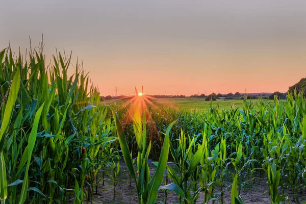 Maisfeld Bei Sonnenuntergang Mit Sonnenuntergang Gegen Wolkenlosen Himmel Maisfeld Mit — Stockfoto