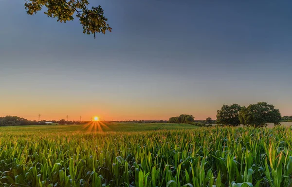 Majsfält Med Solnedgång Sol Landsbygdslandskap Med Majsfält Och Transmissionstorn Bakgrunden — Stockfoto