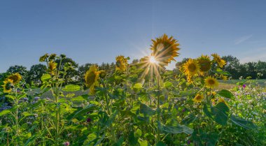Mavi gökyüzünün ayçiçeği ve güneş yıldızı. Ayçiçeği, fazelya tanacetifolisi ve ağaçlarla kaplı kırsal alan. Tozlanan böcekler ve arılar için çiçek sınırı. 