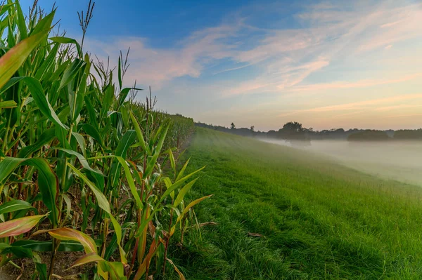Landschaft Mit Maisfeld Und Nebel Erntezeit Für Die Reife Maisernte — Stockfoto