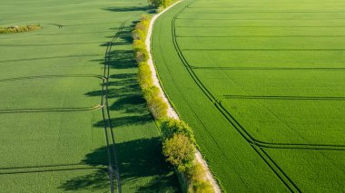 Bereketli yeşil tarım tarlalarının hava manzarası. İlkbahar güneşinde uzun gölgeler bırakan ağaçlarla kaplı dolambaçlı bir köy yolu tarafından bölünmüş..