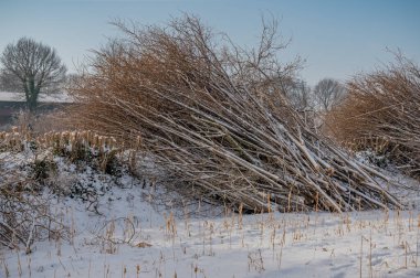 Kesilmiş çitlerin yanında karla kaplanmış büyük taze dallar yığını. Tarım bakımı, çit kesimi ve mevsimlik arazi yönetimi.