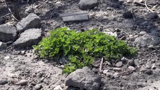 Nettle bush on empty ground — Stock Video