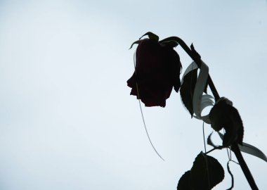 Parlak gökyüzüne karşı solmuş gül silueti. Görüntü, solgun güzelliği, kayıp aşkı ya da zamanın geçişini simgeler..