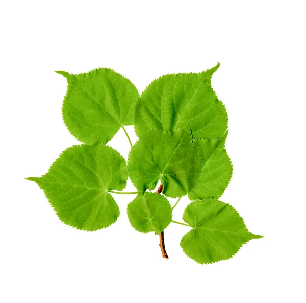 Linden leaves on a white background — Stock Photo, Image