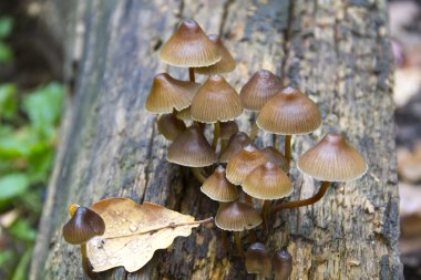 Zehirli mantar Galerina marginata