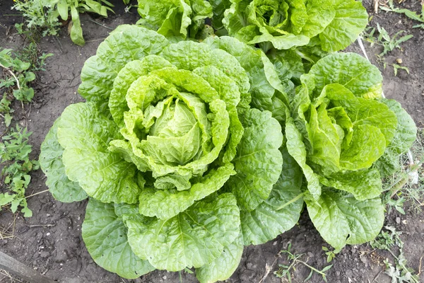 Çin lahanası Bahçe