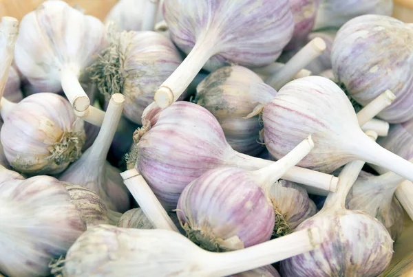 Fresh Natural Garlic Bunch Heads Close — Stock Photo, Image