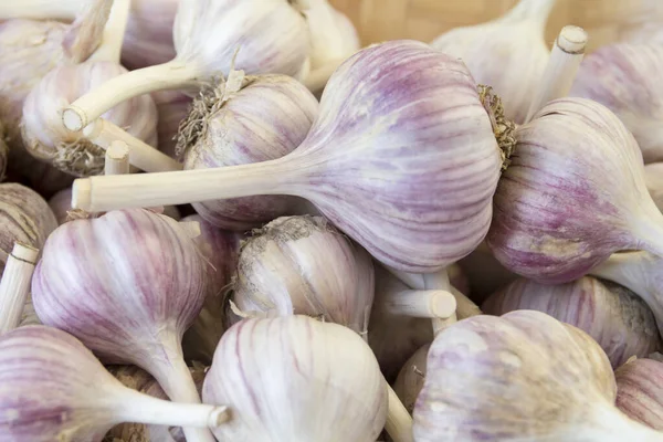 Fresh Natural Garlic Bunch Heads Close — Stock Photo, Image